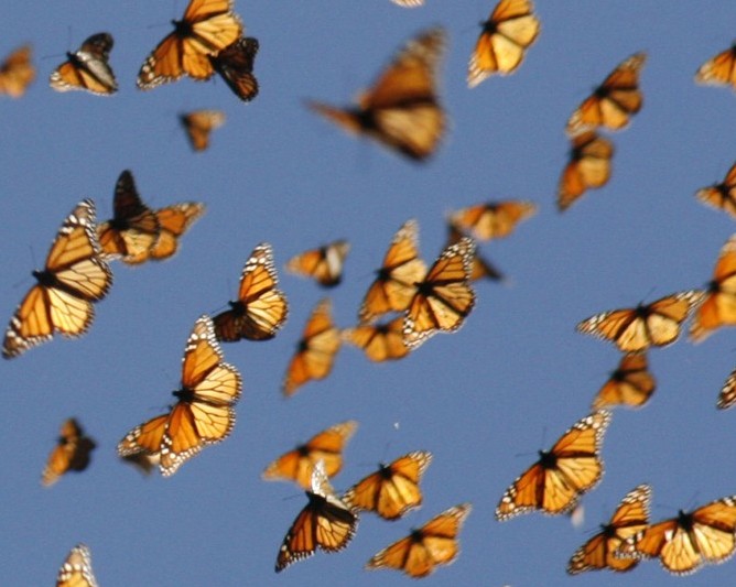 monarchs migrating