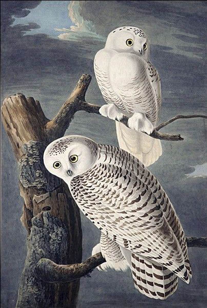 Audubon, "Snowy Owls"