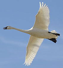 White swan in flight