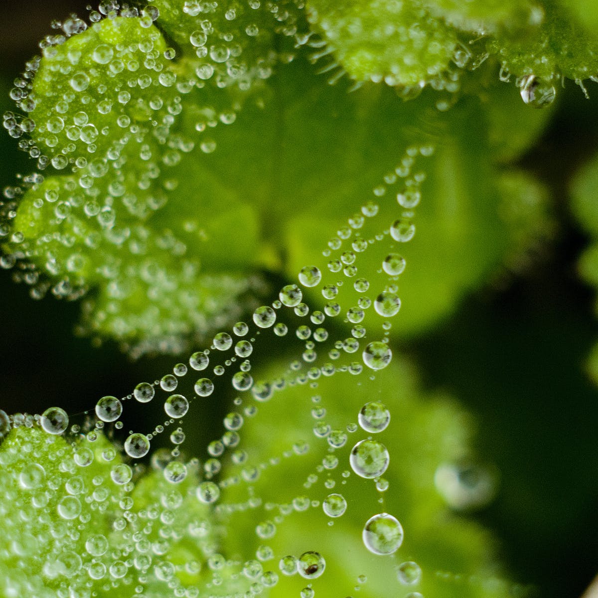 Dew Drops Meaning In English